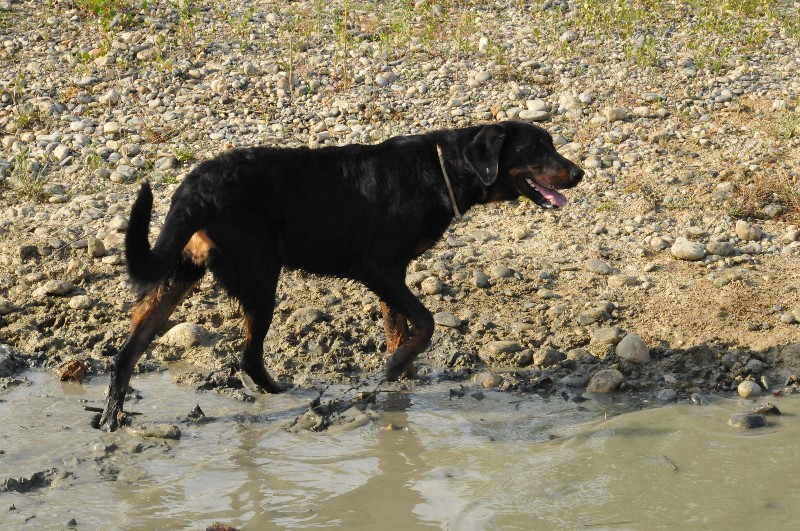 Gazelle du berceau de bfamily