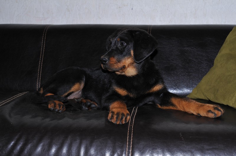 Gazelle du berceau de bfamily