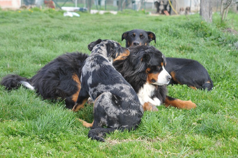 CH. Fame du berceau de bfamily