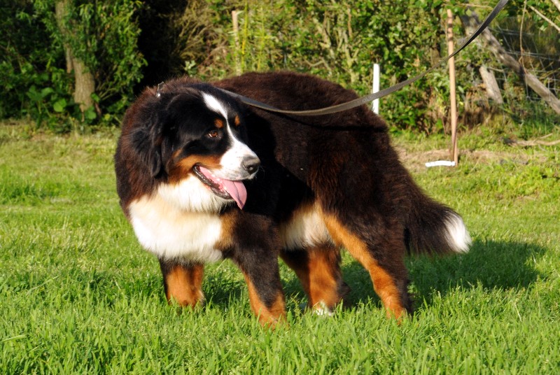 Publication : du berceau de bfamily Auteur : J.Avelin