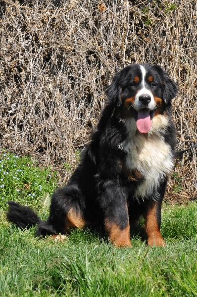 Jewel du berceau de bfamily