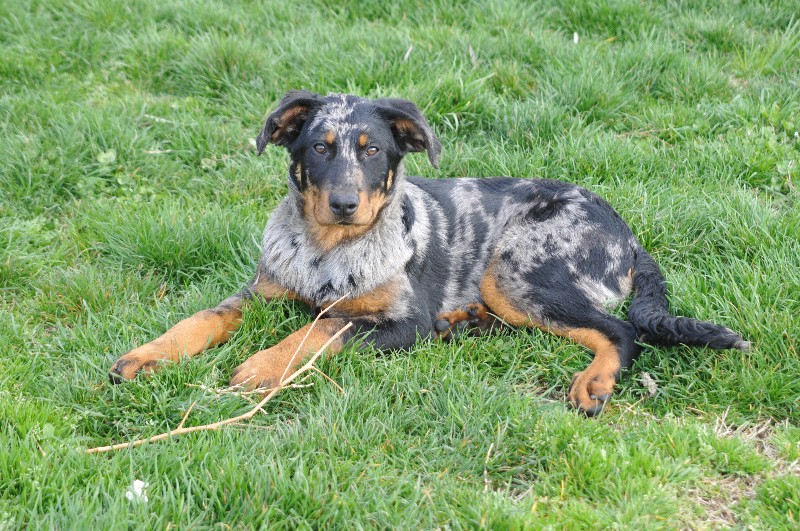 CH. Fame du berceau de bfamily