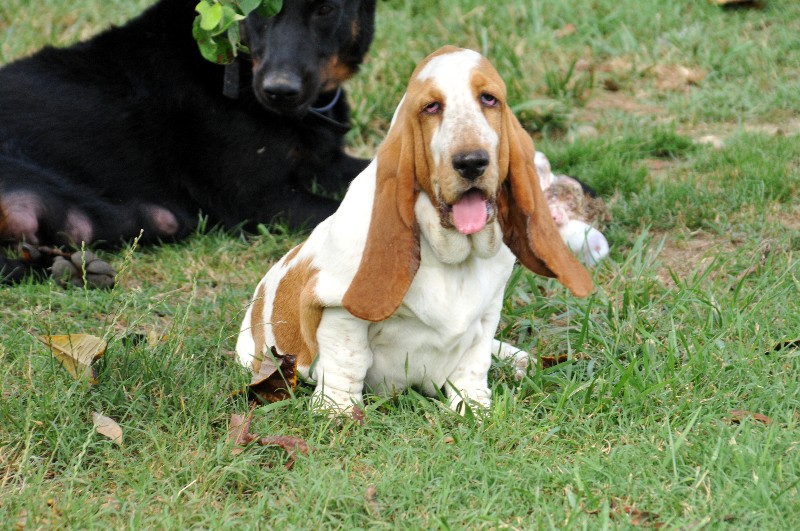 Publication : du berceau de bfamily Auteur : j.avelin