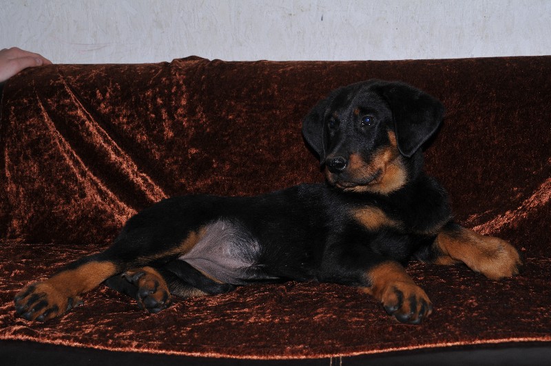 Gazelle du berceau de bfamily