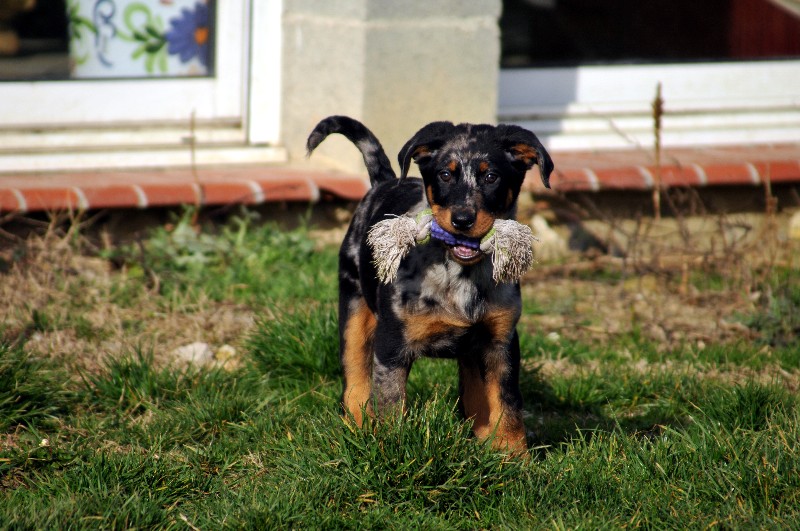 CH. Fame du berceau de bfamily