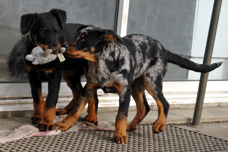 CH. Fame du berceau de bfamily