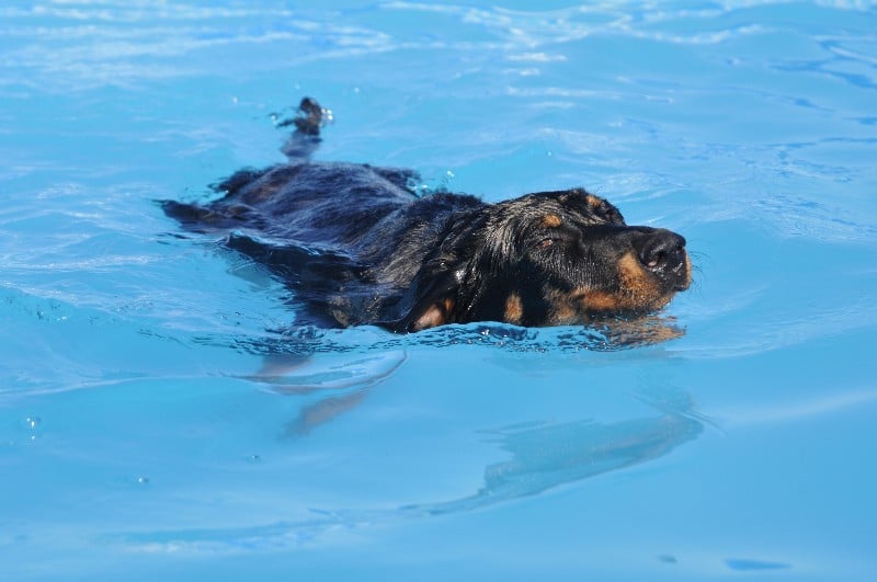 CH. Fame du berceau de bfamily