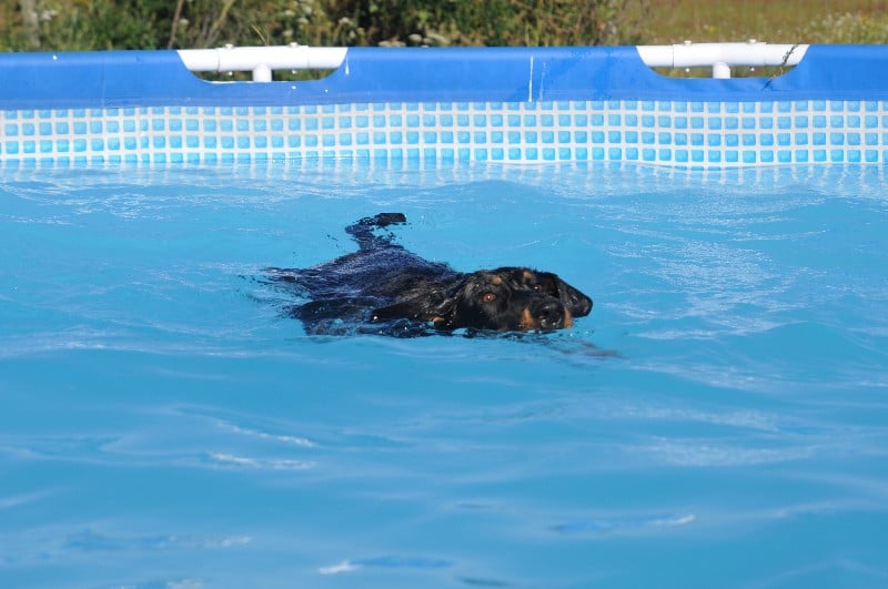 CH. Fame du berceau de bfamily