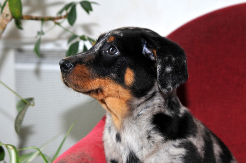 CH. Fame du berceau de bfamily