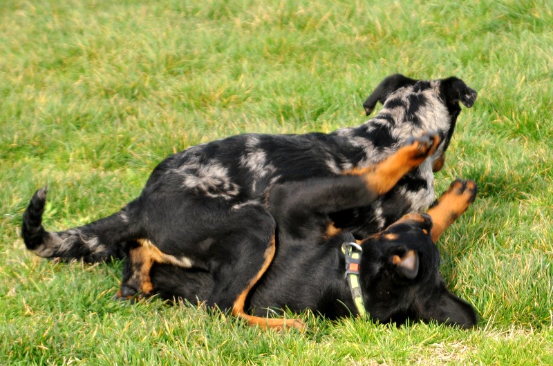 CH. Fame du berceau de bfamily