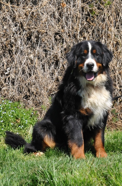 Jewel du berceau de bfamily