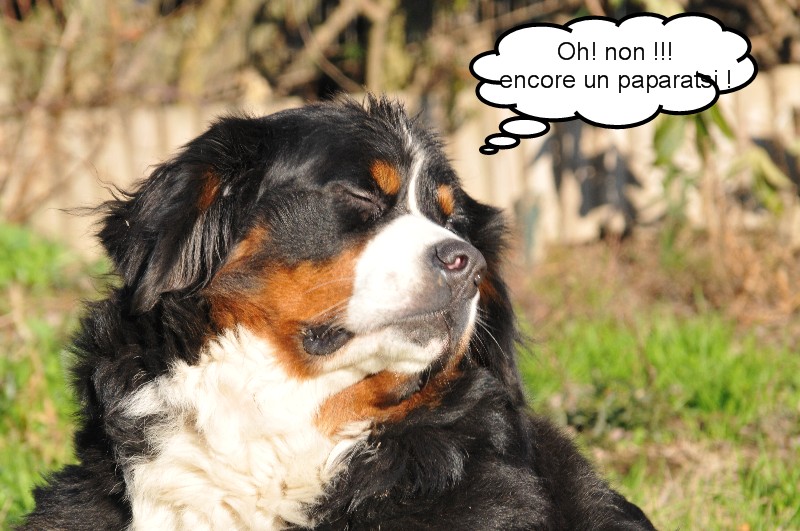 Dream du Haras de la Vergne