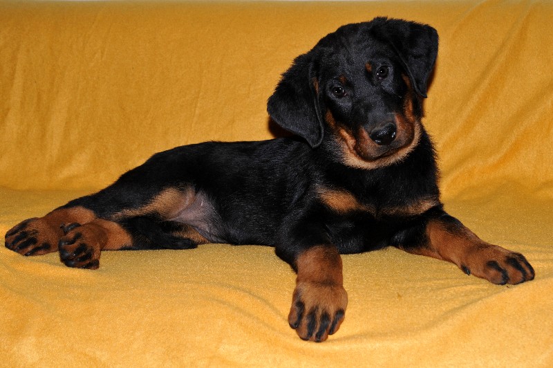 Gazelle du berceau de bfamily