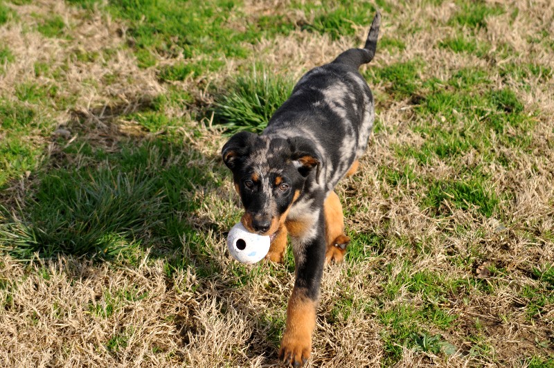 CH. Fame du berceau de bfamily