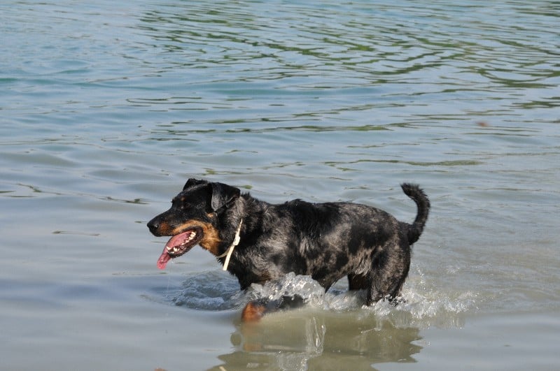 Publication : du berceau de bfamily Auteur : j.Avelin