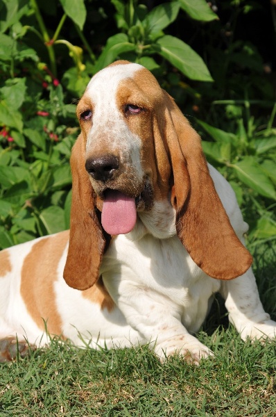 Publication : du berceau de bfamily Auteur : j.avelin