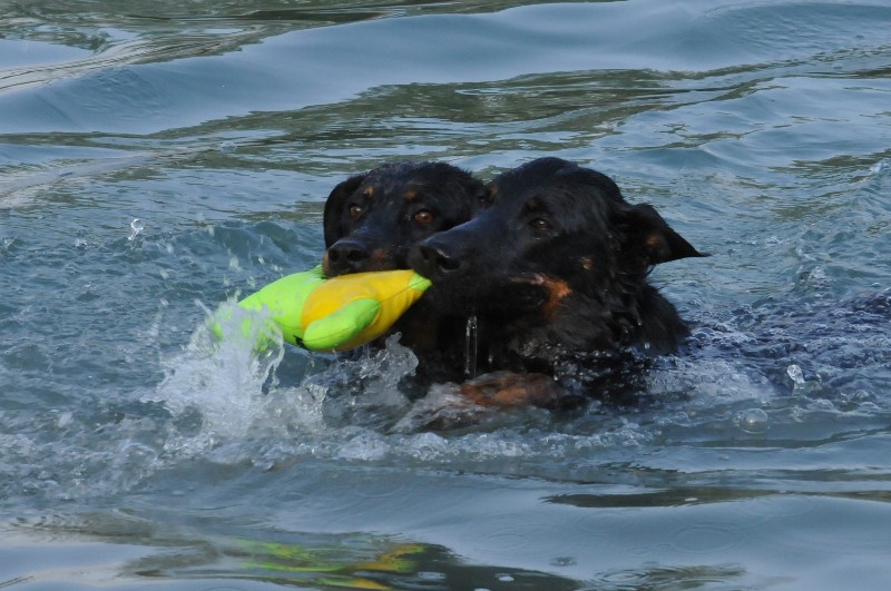 Publication : du berceau de bfamily Auteur : j.Avelin