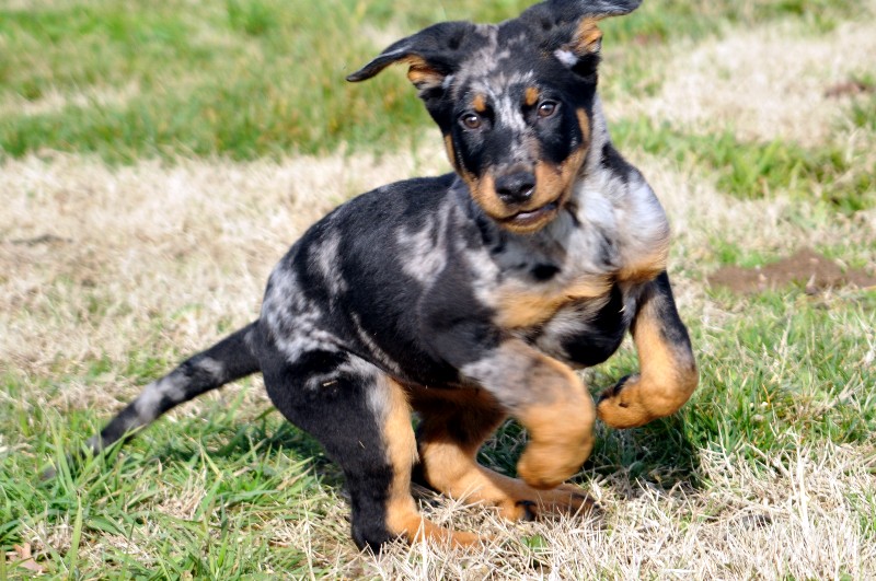 CH. Fame du berceau de bfamily