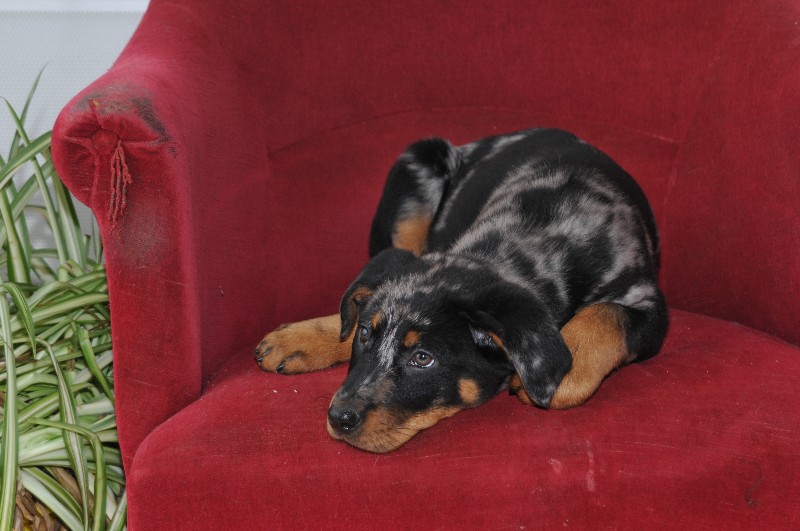 CH. Fame du berceau de bfamily