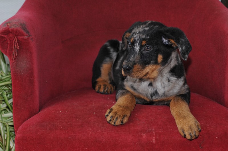 CH. Fame du berceau de bfamily