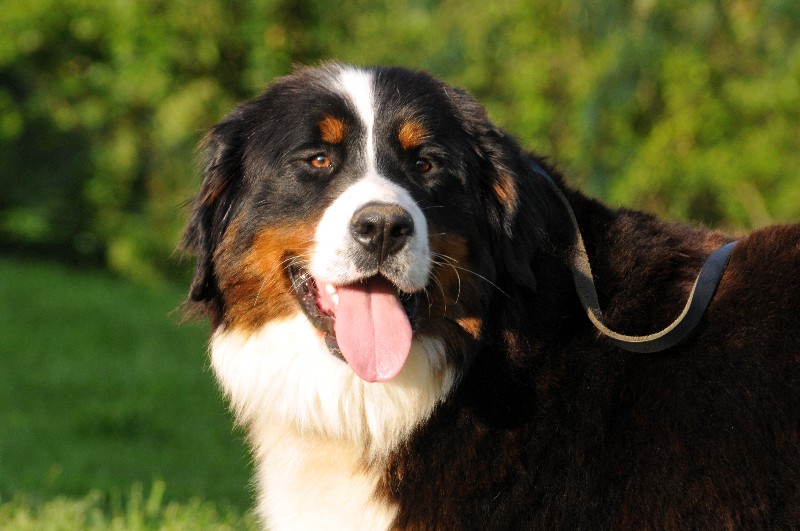 Publication : du berceau de bfamily Auteur : J.Avelin