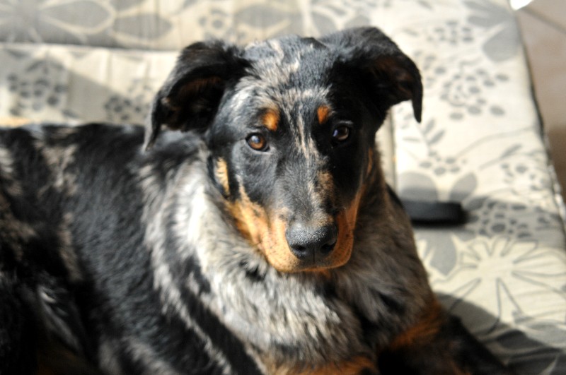 CH. Fame du berceau de bfamily