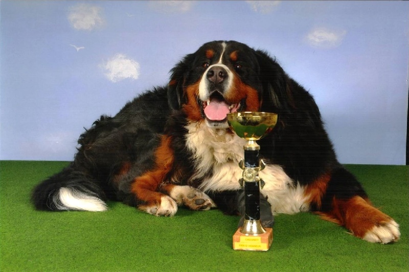 Dream du Haras de la Vergne