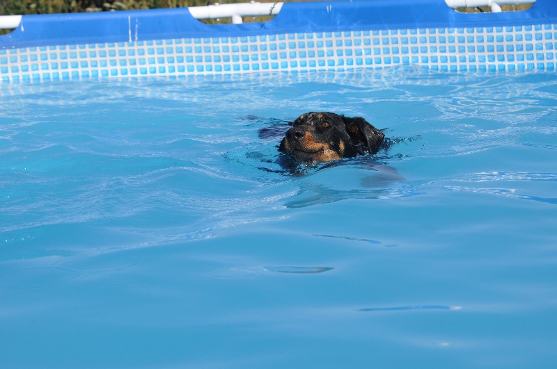 CH. Fame du berceau de bfamily