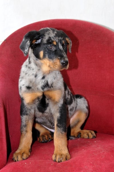 CH. Fame du berceau de bfamily