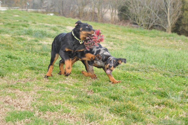 CH. Fame du berceau de bfamily