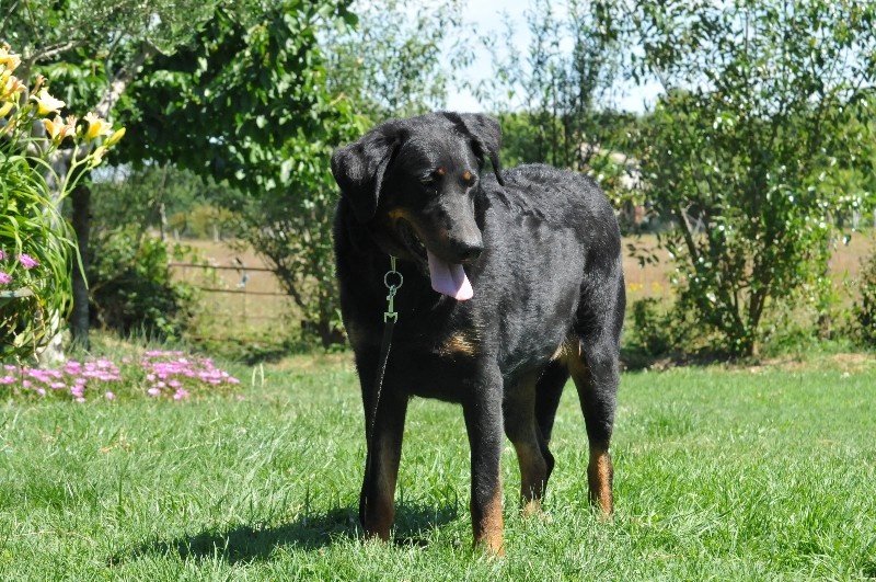 Gazelle du berceau de bfamily