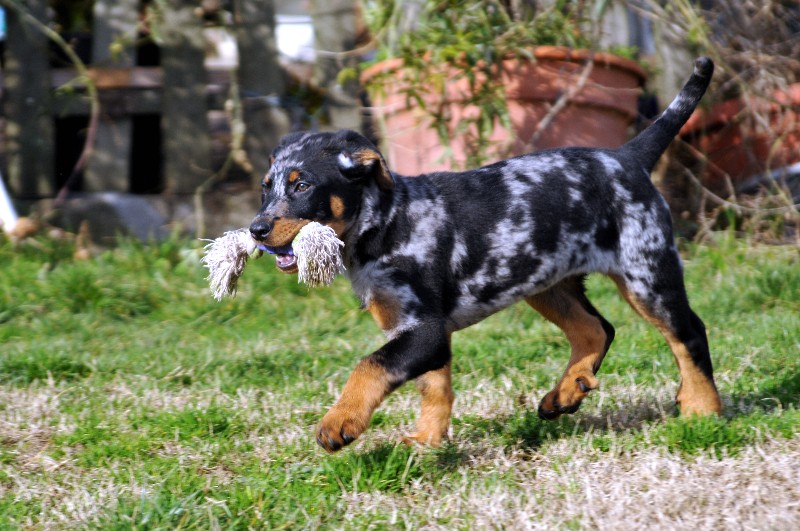 CH. Fame du berceau de bfamily