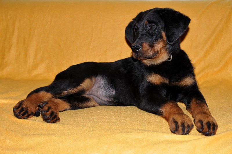 Gazelle du berceau de bfamily