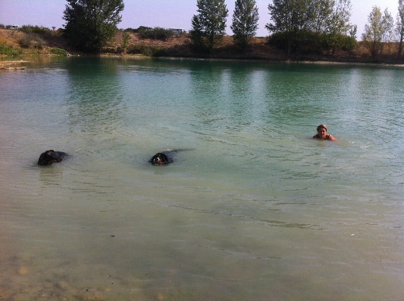 Publication : du berceau de bfamily Auteur : j.Avelin