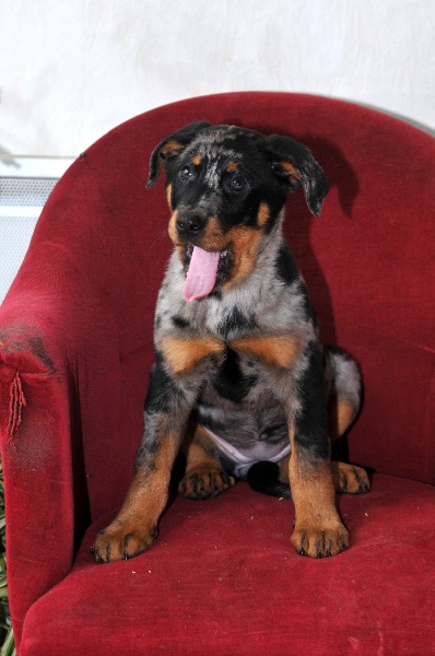 CH. Fame du berceau de bfamily