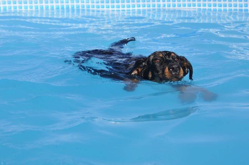 CH. Fame du berceau de bfamily