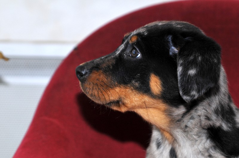 CH. Fame du berceau de bfamily