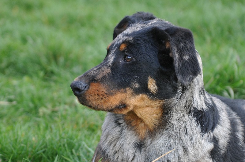 CH. Fame du berceau de bfamily