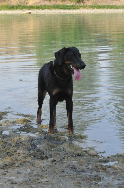 Gazelle du berceau de bfamily