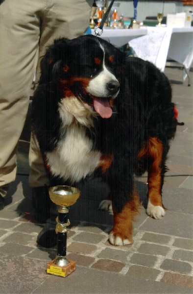 Dream du Haras de la Vergne