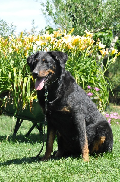 Gazelle du berceau de bfamily