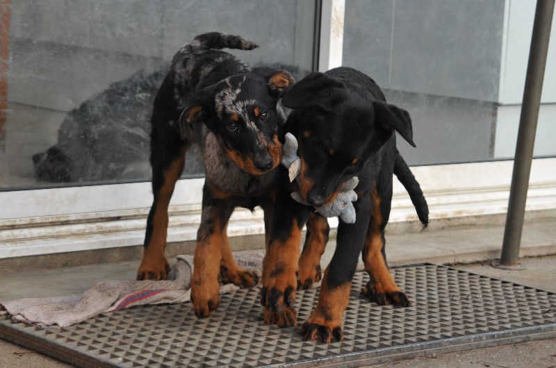 CH. Fame du berceau de bfamily