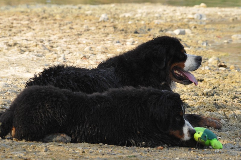 Dream du Haras de la Vergne