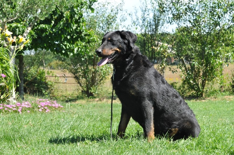 Gazelle du berceau de bfamily