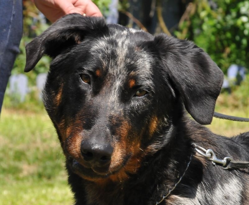 Publication : du berceau de bfamily Auteur : j.Avelin