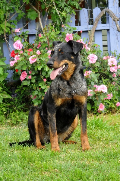 Publication : du berceau de bfamily Auteur : j.Avelin