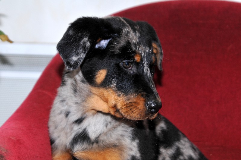 CH. Fame du berceau de bfamily