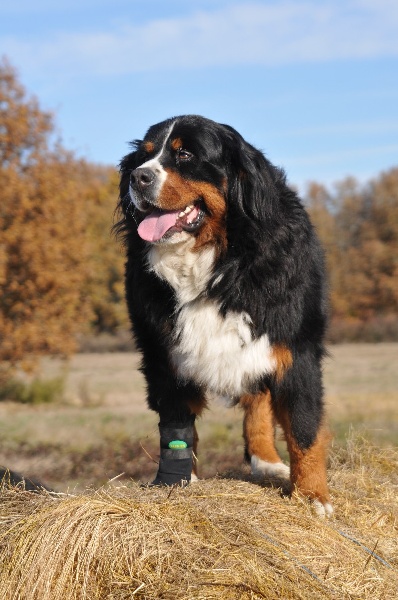 Dream du Haras de la Vergne