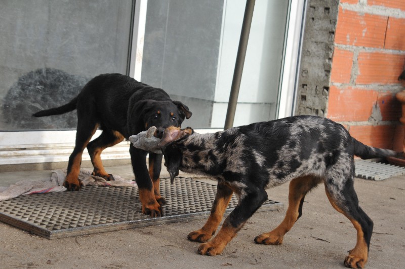 CH. Fame du berceau de bfamily