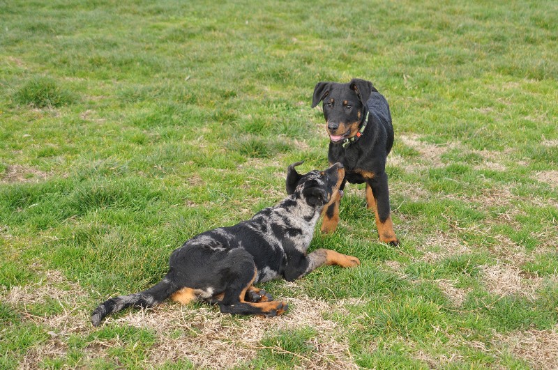 CH. Fame du berceau de bfamily